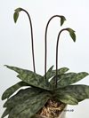 Paphiopedilum bullenianum var celebensis